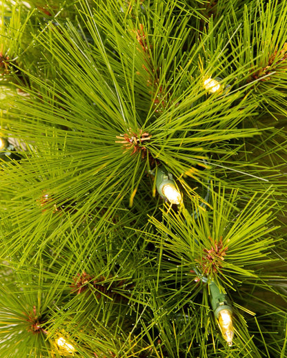Árvore de Natal Verde Monterey Pine com Galhos Longos, Suporte Metálico e Micro LEDs Coloridos Embutidos